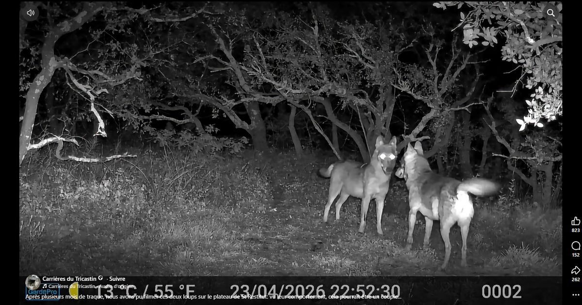 Des loups filmés pour la première fois dans les carrières du Tricastin