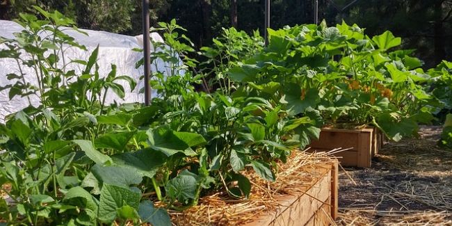 Potager en carrés : simplicité, plaisir et récoltes abondantes