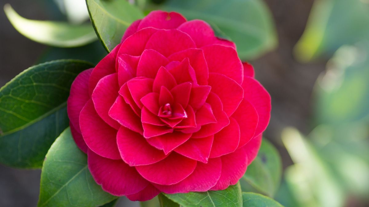 Préserver vos plantes d'extérieur durant l'hiver : astuces pour hibiscus, camélia et géraniums