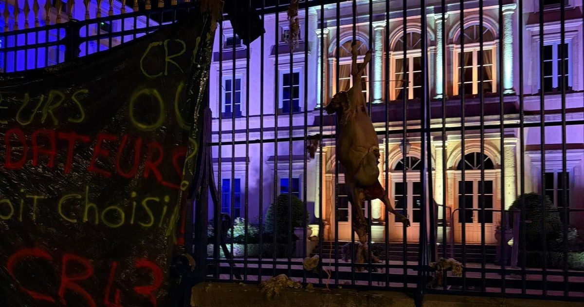 Des brebis en colère : un cri de désespoir à Puy-en-Velay
