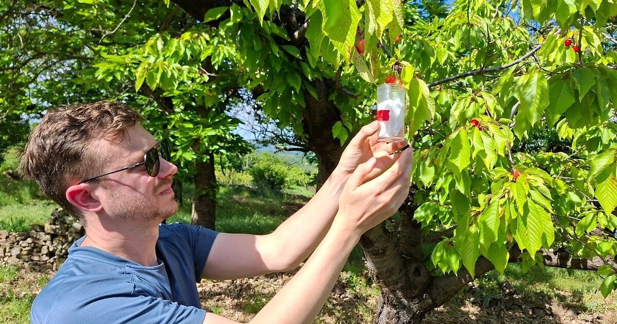 Une météo clémente pour la mouche qui menace les récoltes de petits fruits