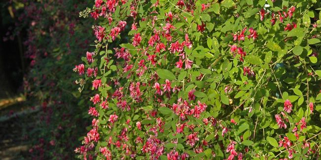 Lespédèze : un trésor coloré pour votre jardin d’automne