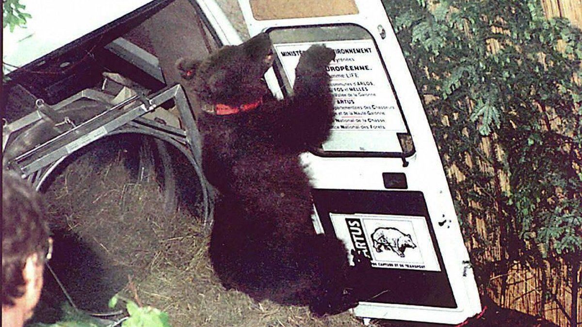 Trente ans après Ziva : revivez la renaissance des ours dans les Pyrénées