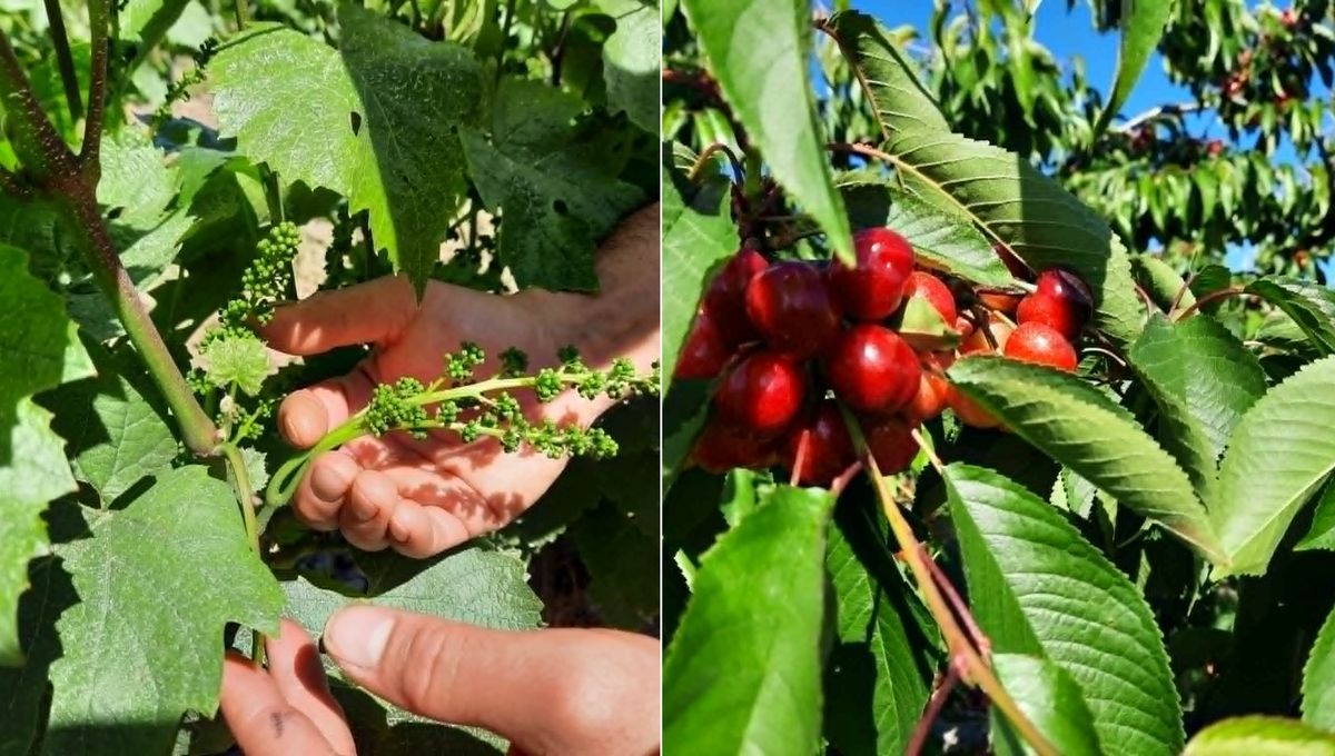Climat capricieux : l'impact sur les fruits de la Loire