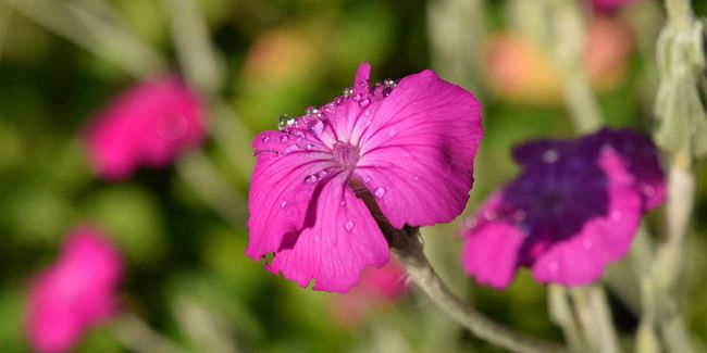 Coquelourde des jardins (Lychnis coronaria) : une vivace aux feuilles argentées