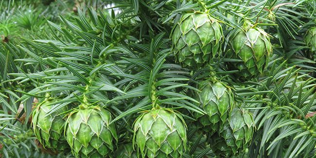 L'araucaria de Chine, un conifère majestueux entre élégance et robustesse