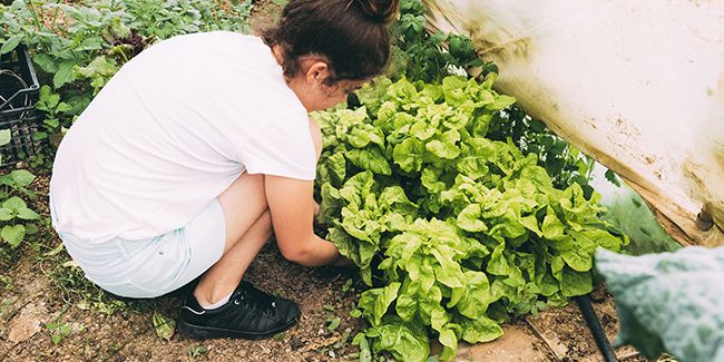 les secrets pour protéger vos salades des maladies et ravageurs