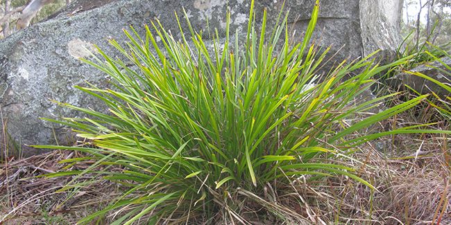 Lomandra longifolia, la plante vivace du littoral