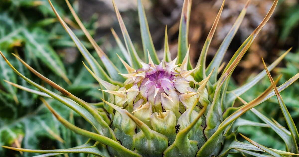 3 idées recettes avec des cardons