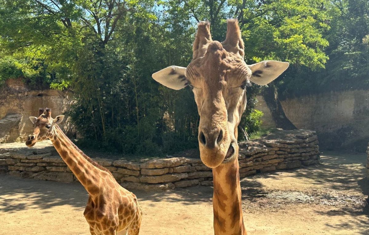 Un zoo français se distingue par son éthique : découverte du bioparc de Doué-la-Fontaine