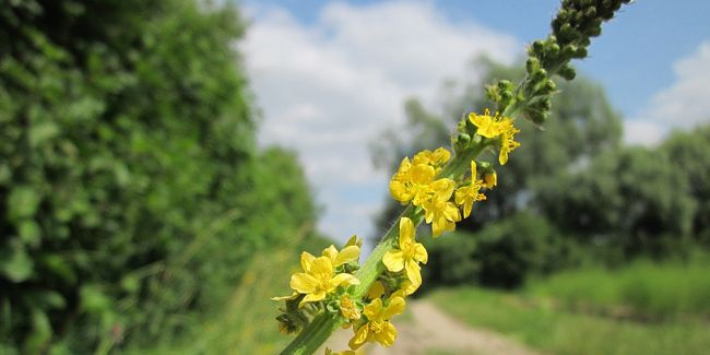 Découverte de l'aigremoine : une plante aux multiples bienfaits