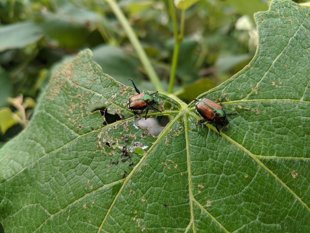 L'inquiétant scarabée japonais : une menace pour nos jardins