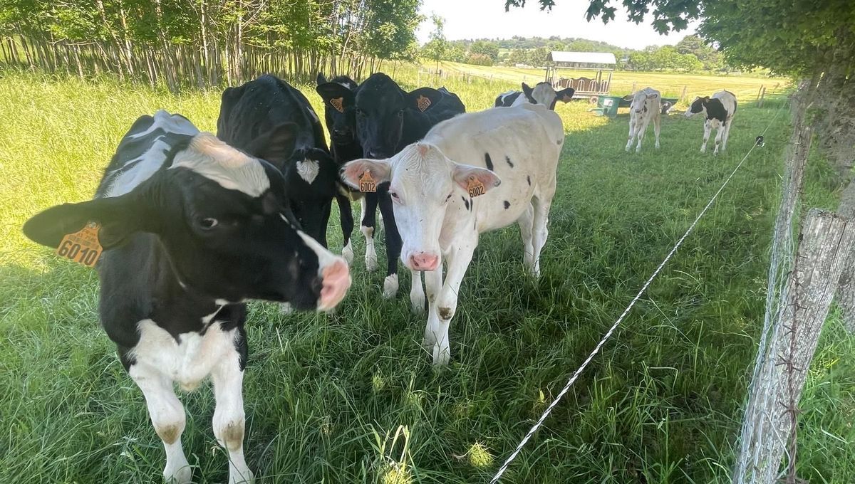 De la ferme à l’assiette : le retour aux sources des consommateurs français