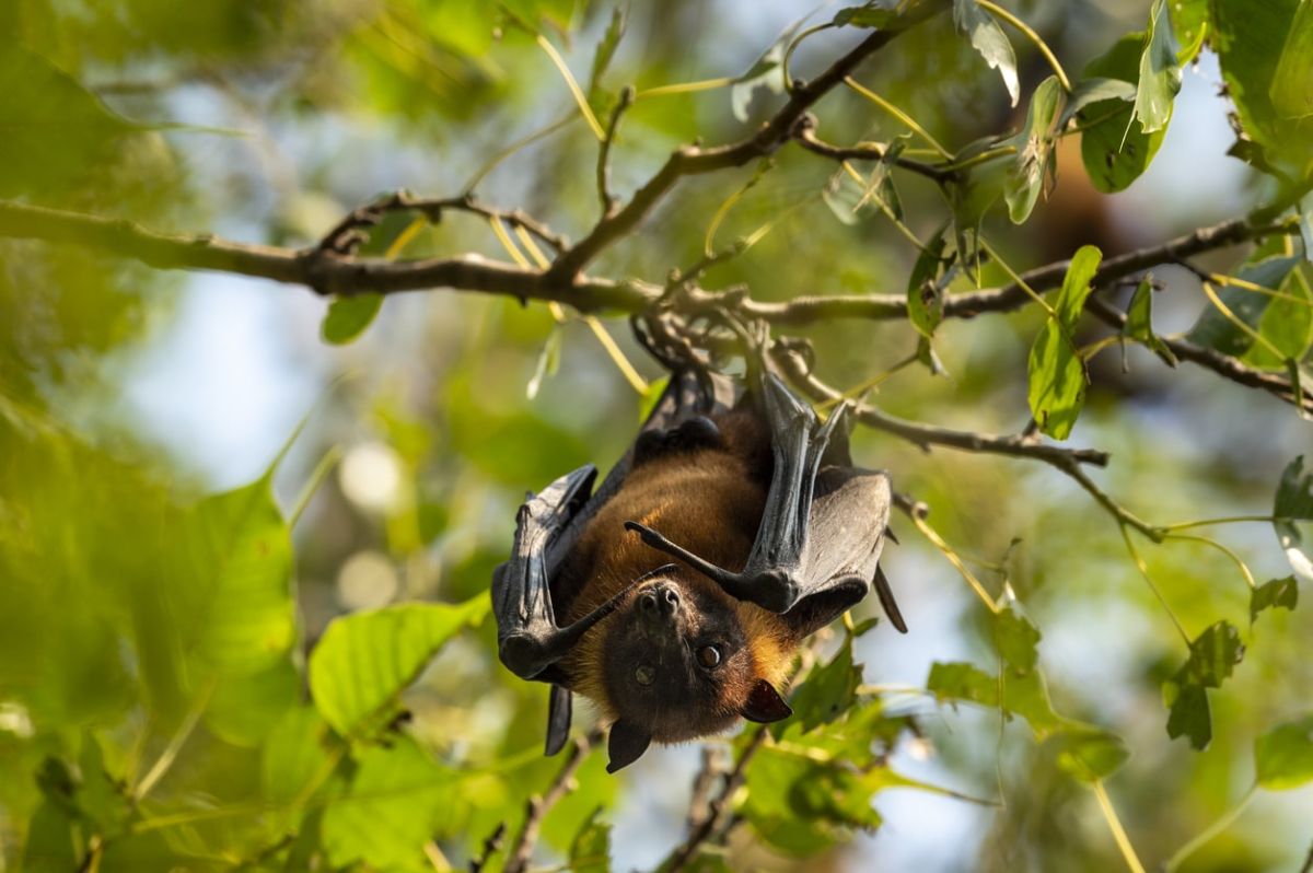 l'été des chauves-souris : un abri pour des récoltes florissantes