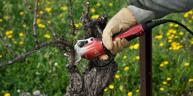 Taille de la vigne : guide pratique pour réussir votre récolte