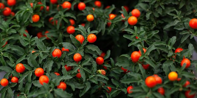 Pommier d'amour (Solanum pseudocapsicum) ou cerisier d'amour