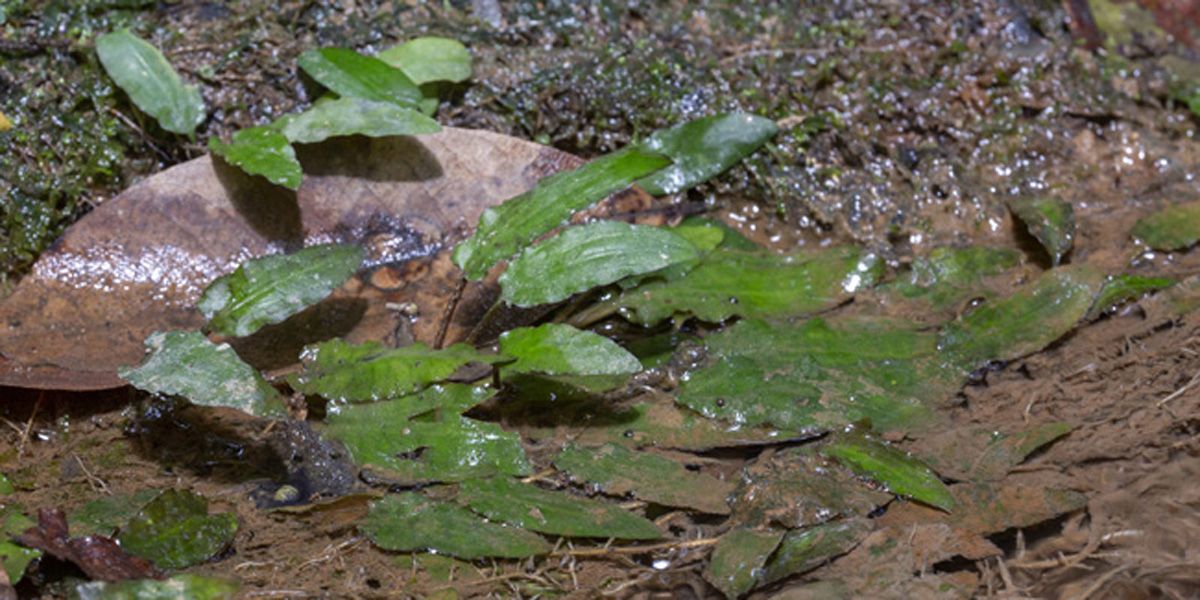 Cryptocoryne de Beckett (Cryptocoryne beckettii) : la plante incontournable des aquariums