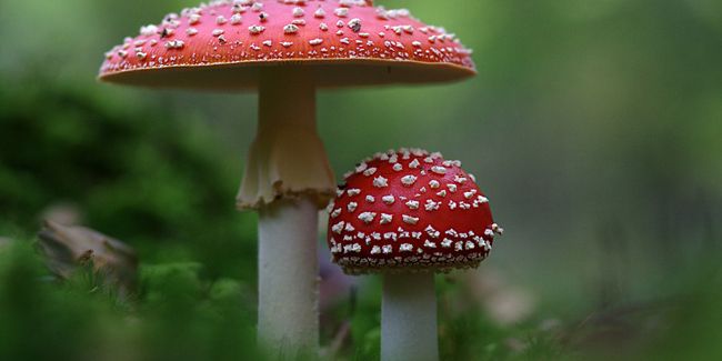 L'amanite tue-mouche, un champignon fascinant mais dangereux