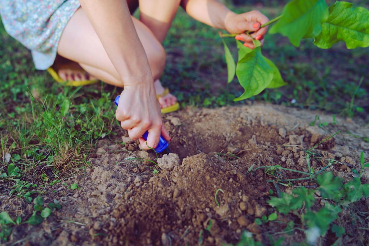 les jardiniers mettent en garde contre une plante d'extérieur envahissante