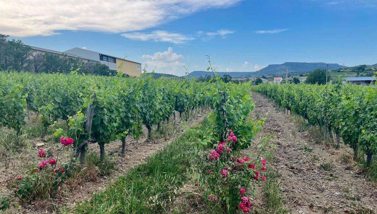 Les vendanges anticipées à Alba-la-Romaine face à la chaleur de l'été