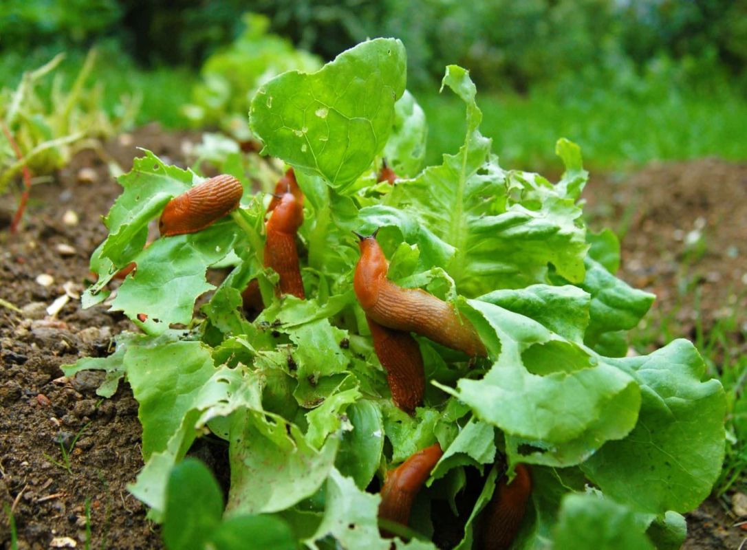 une méthode innovante pour protéger vos laitues des limaces