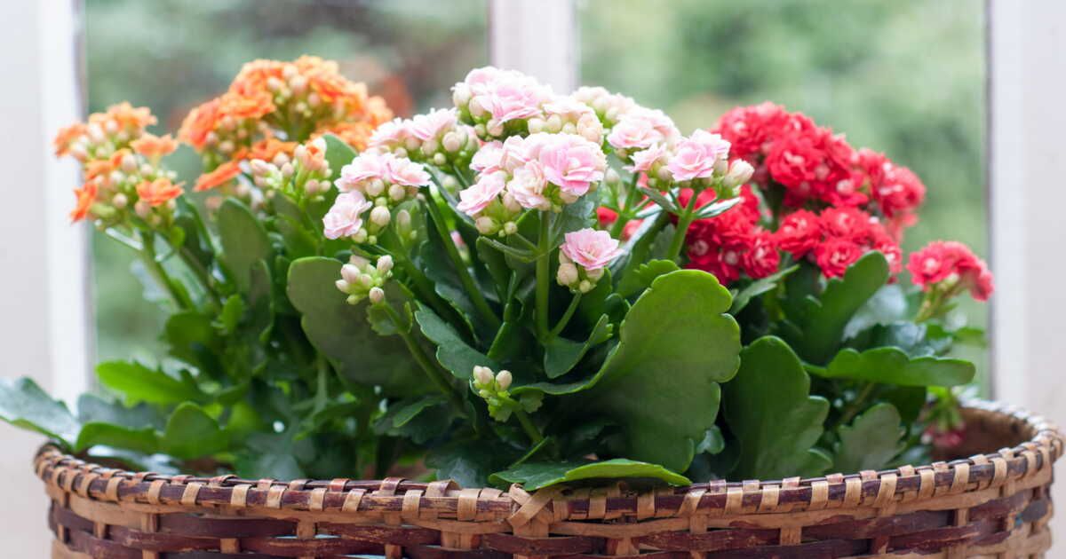 Ravivez votre kalanchoe : astuces pour une floraison éblouissante