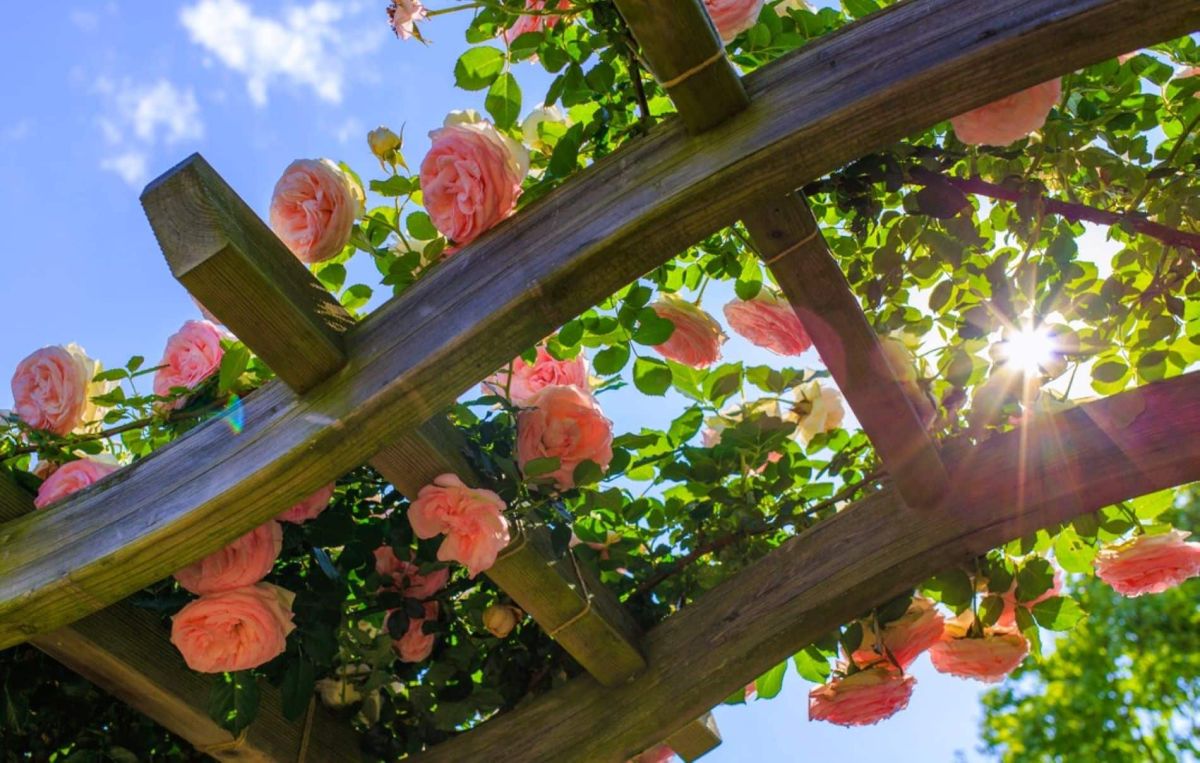 Les rosiers grimpants qui transformeront votre pergola en une oasis de beauté