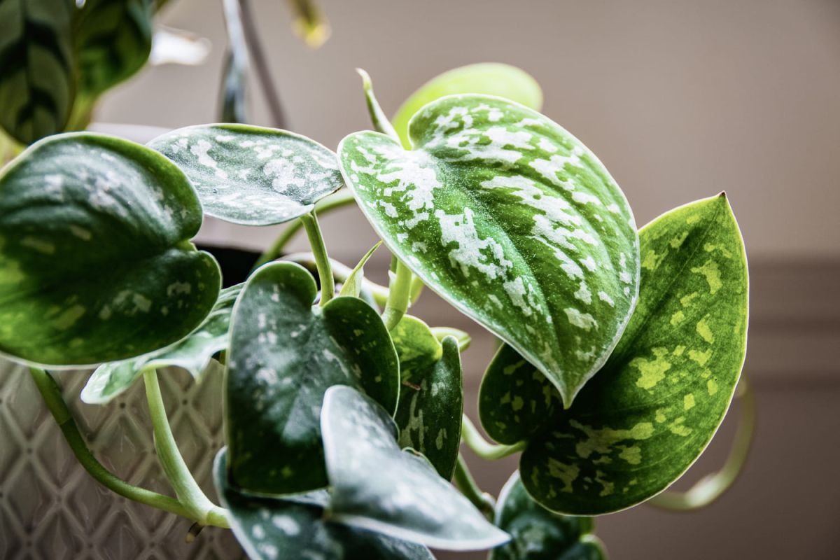 Redonnez vie à vos plantes grâce à ce médicament courant