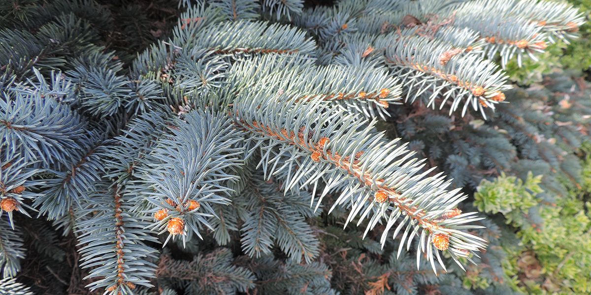 Dix-sept conifères bleus pour sublimer votre jardin