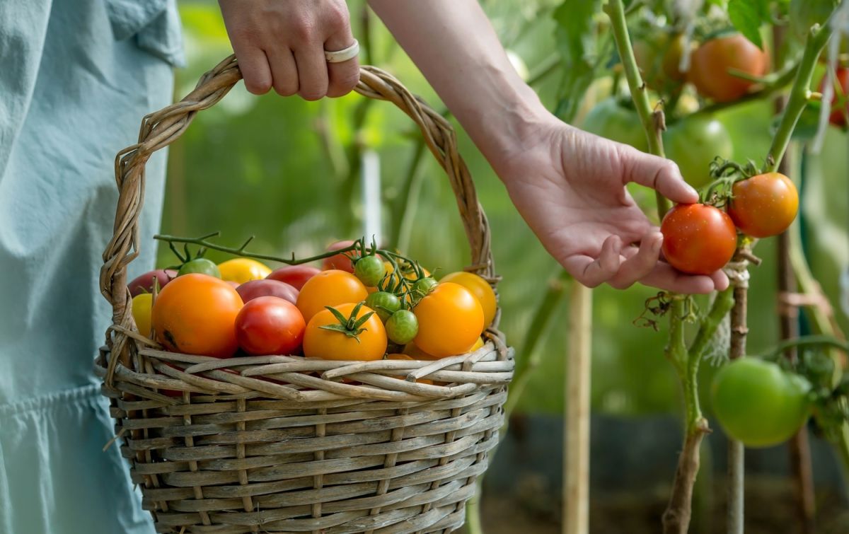 Les secrets de Liana Krissoff pour congeler les tomates sans effort