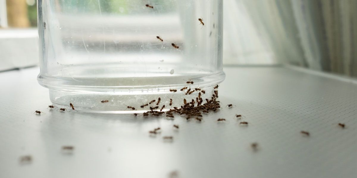 Un répulsif maison pour fourmis : la recette écolo à découvrir
