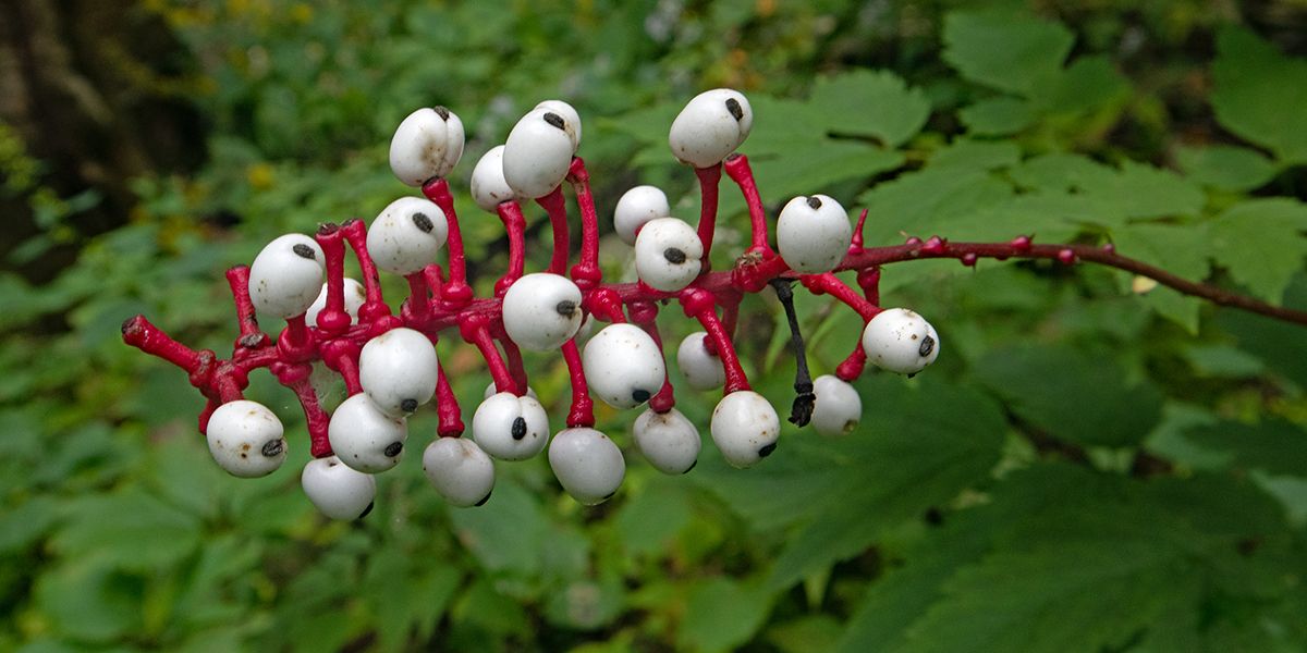 L'actée à gros pédicelles : une beauté toxique du sous-bois