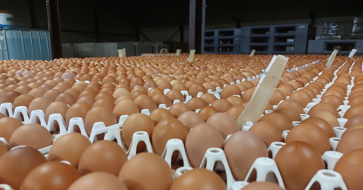 Un élevage du Nord-Drôme vise à doubler sa production d'œufs face à la demande croissante
