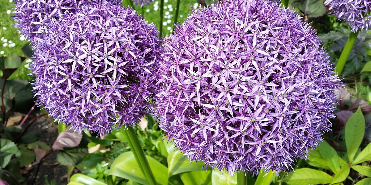 L'ail d'ornement : une touche de couleur pour votre jardin
