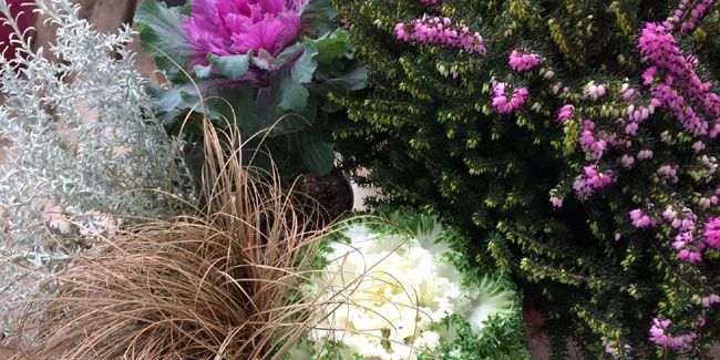 Transformez votre jardin en palette de couleurs hivernales