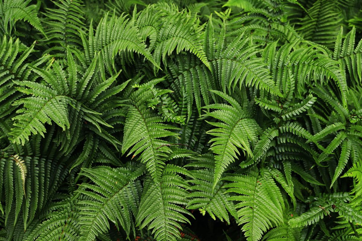 Les fougères : des trésors oubliés pour embellir votre jardin