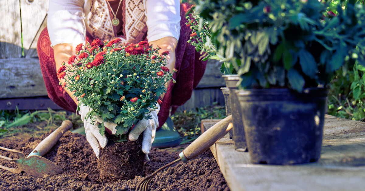 Que semer ou planter avant et après les Saints de Glace au jardin ?