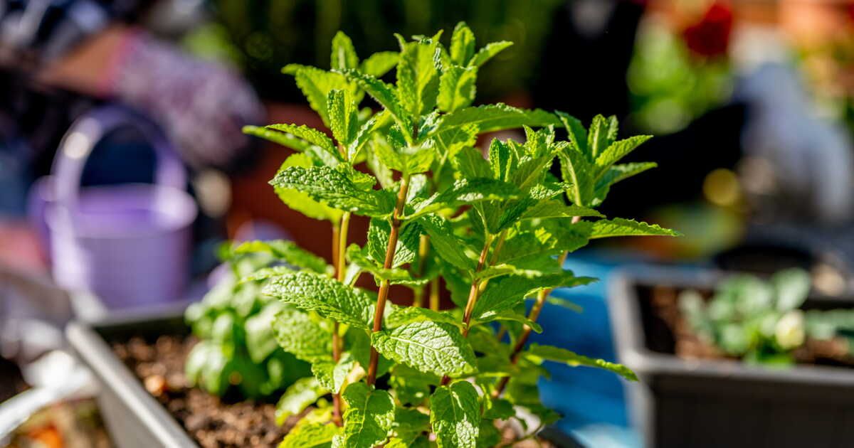 Cinq plantes à adopter pour dire adieu aux rongeurs