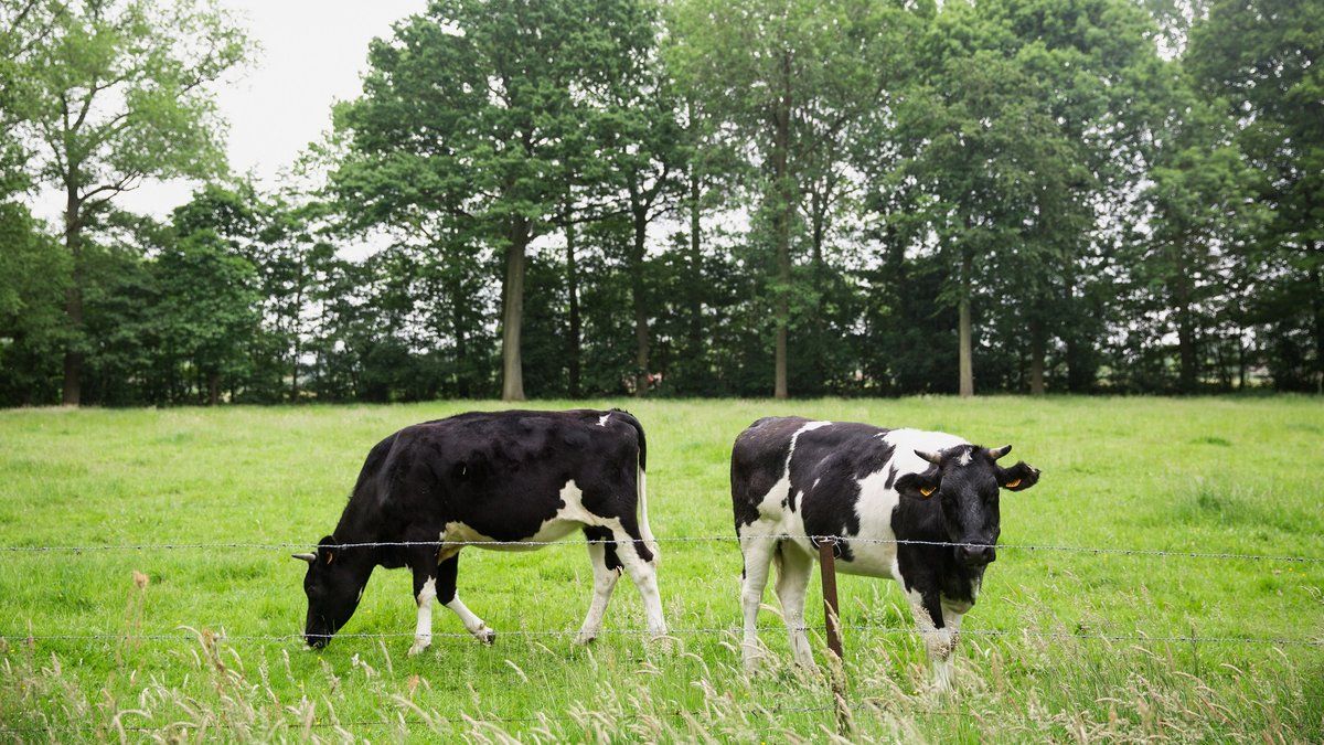 L'impact dévastateur des hélicoptères militaires sur l'agriculture locale