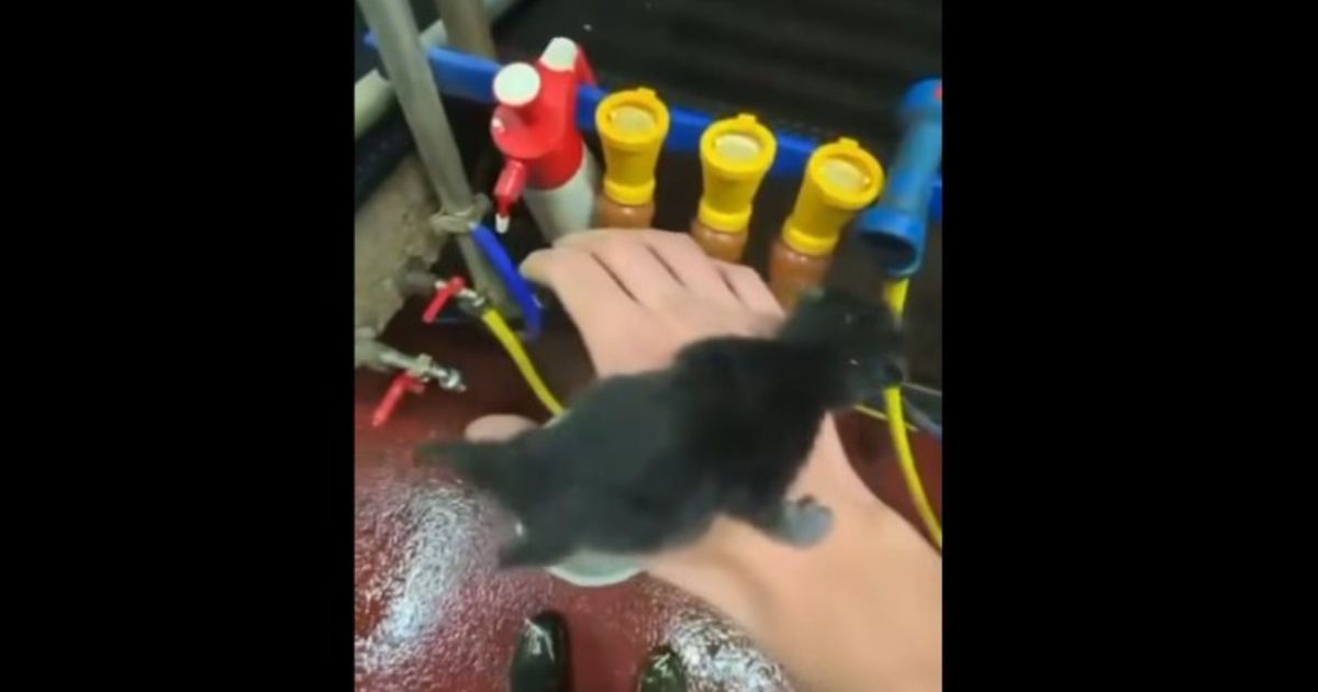 Quand la rumeur accable un jeune apprenti savoyard soupçonné à tort de cruauté envers des chatons
