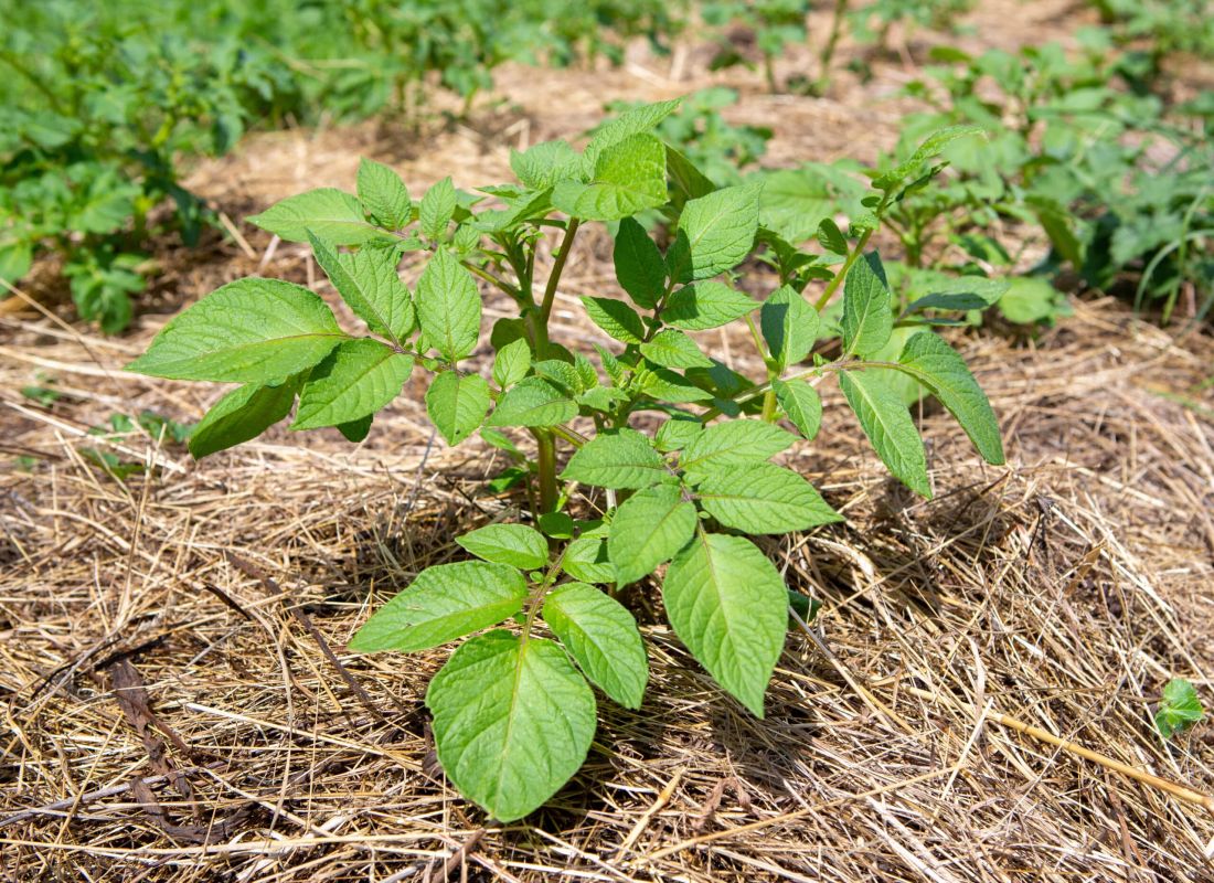Comment protéger votre potager face à la chaleur estivale