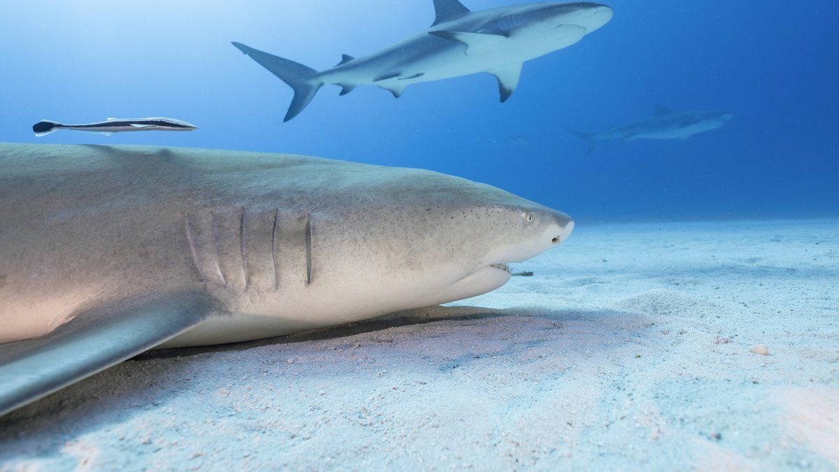 Une tragédie aquatique : un plongeur succombe à une attaque de requin en Australie