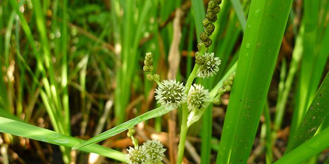 Rubanier d'eau (Sparganium erectum), une plante aux multiples vertus
