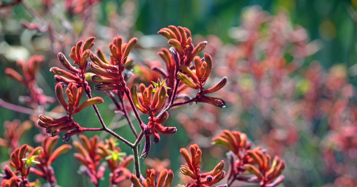 Quatre plantes uniques pour embellir votre jardin