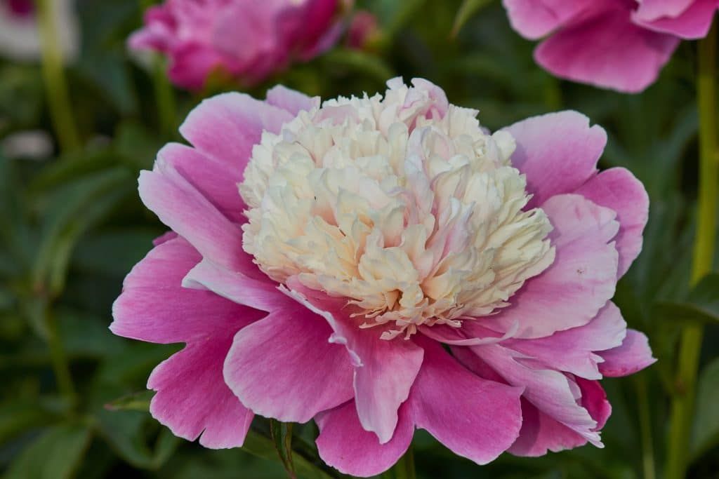 Découvrez la pivoine qui résiste à tout : le secret des jardins d'automne