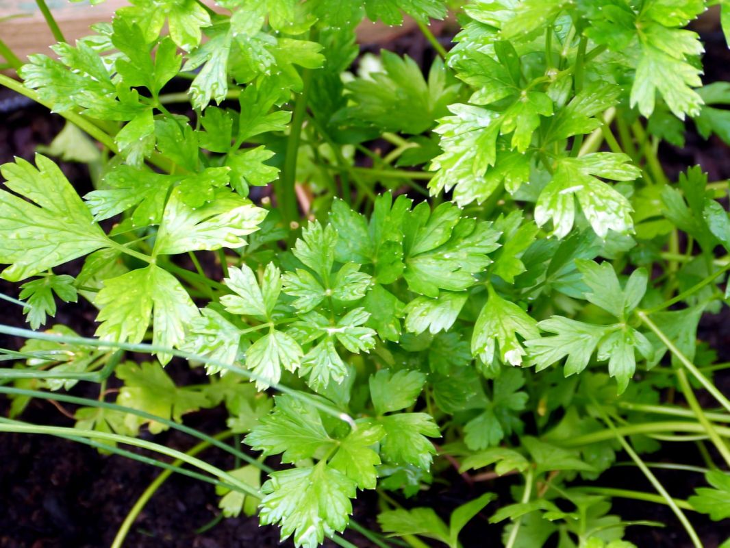 Le guide ultime du persil : semis, culture et entretien au jardin