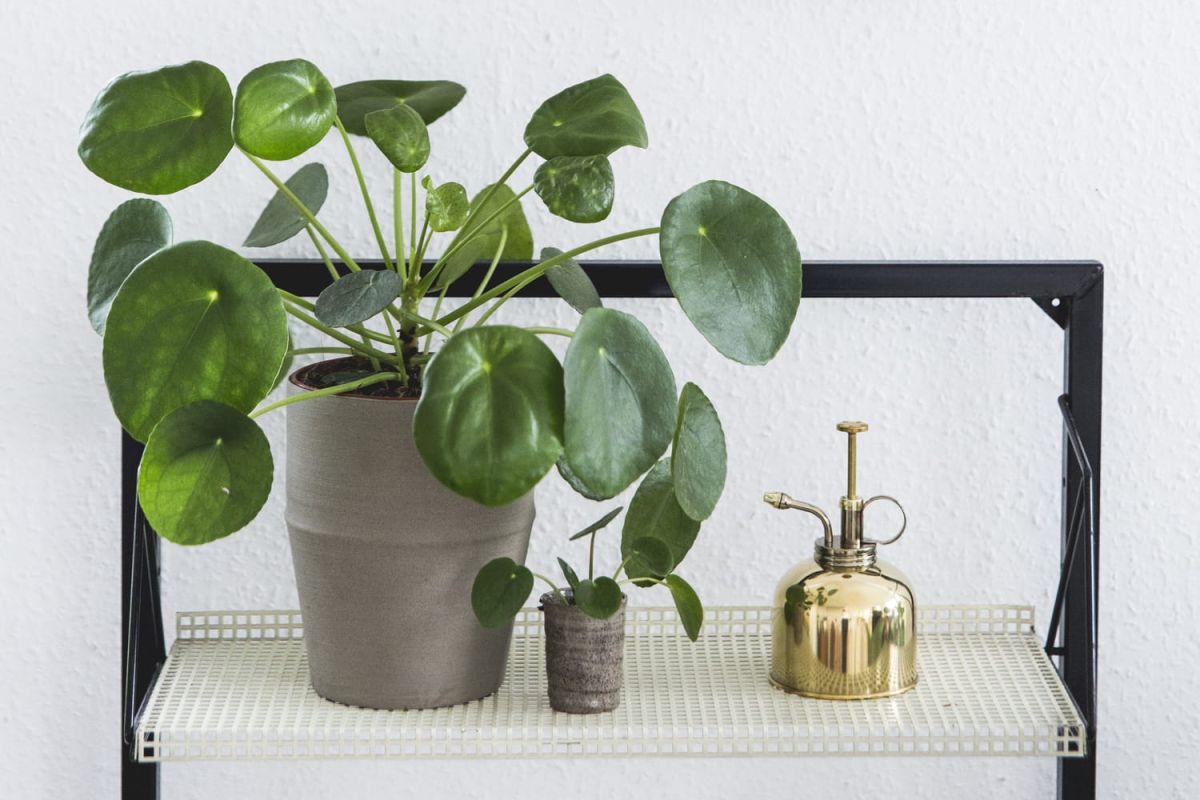 Pilea peperomioides : l'allié idéal pour une déco florale et une atmosphère purifiée