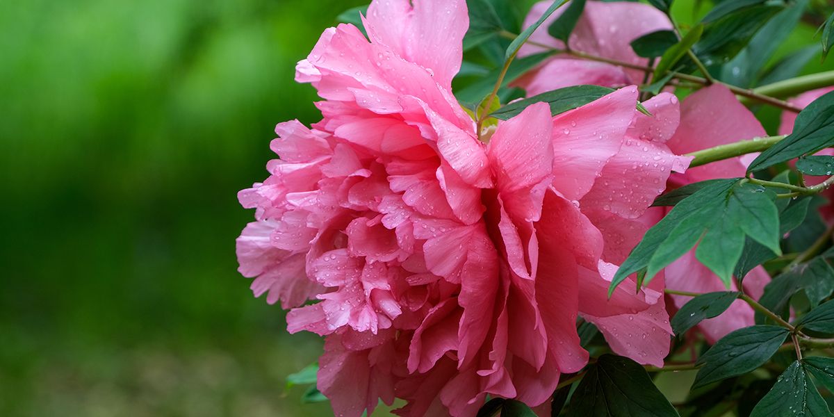 Les secrets des pivoines : comment garantir leur floraison flamboyante
