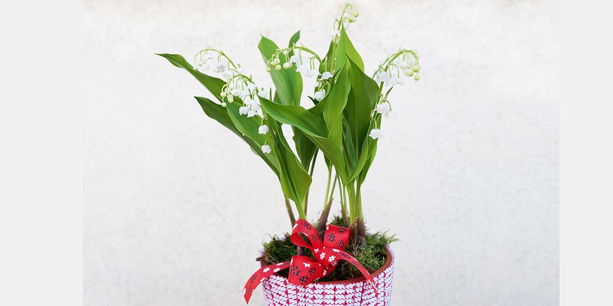 Réussir la replantation du muguet : nos conseils essentiels