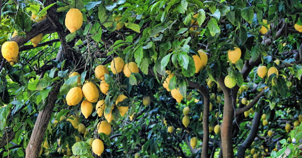 Les secrets d'une taille réussie pour votre citronnier